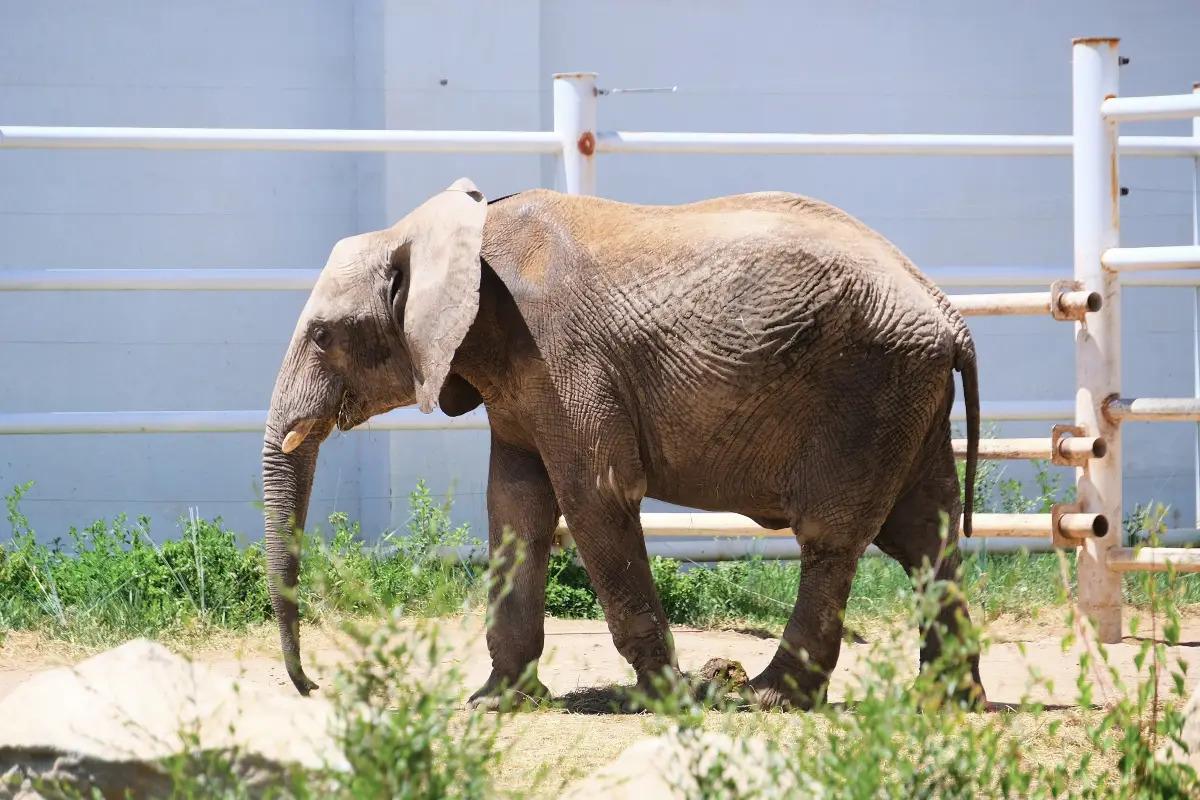 园区新增非洲象展区正式开放
