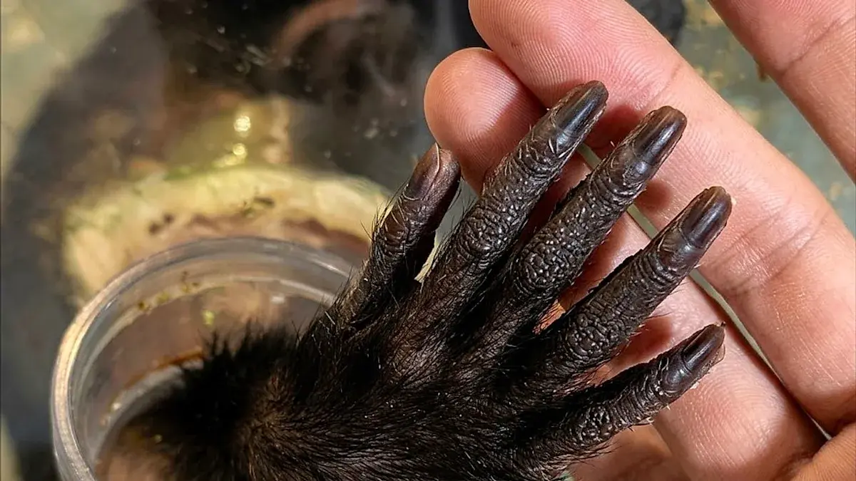 猴子与游客分享水果,暖心一幕走红网络