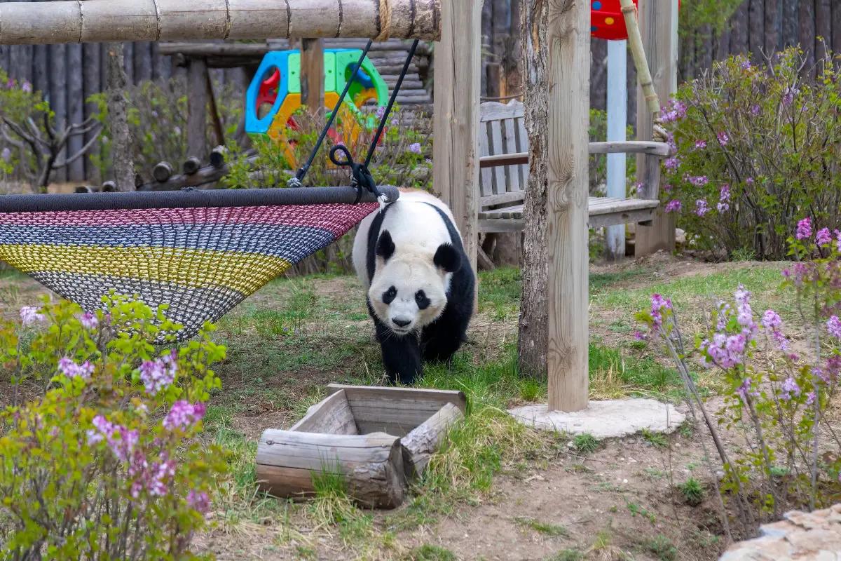 大熊猫茜茜和仨儿迎来6岁生日